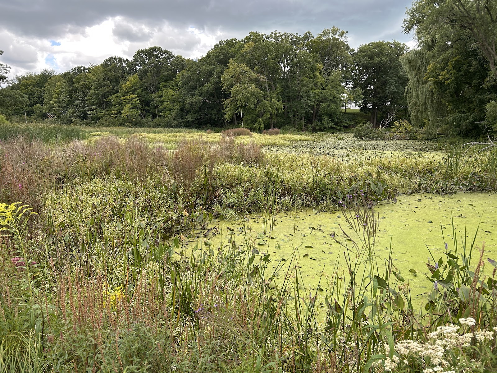Mildred A. Peterson Nature Preserve & Interurban Trail in Saugatuck